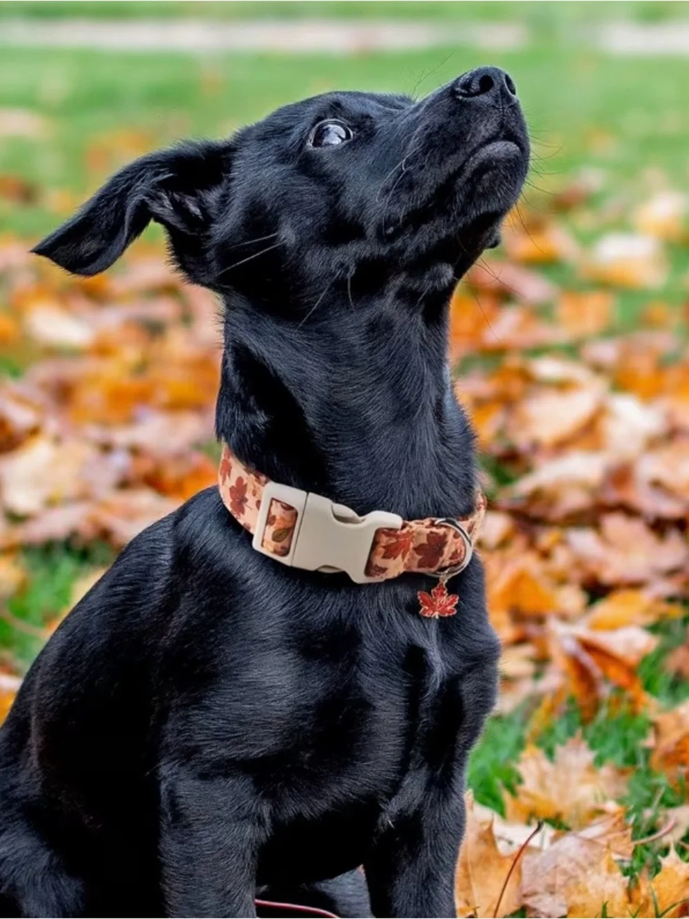 Autumn Leaf Print Dog Collar. Adjustable. Leaf charm. X Small. Last one.